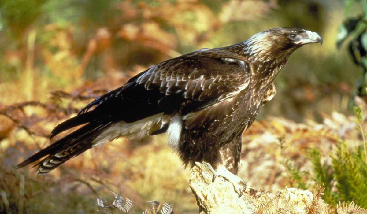 Tasmanian wedge-tail eagle perched on a branch