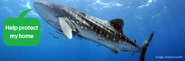 Image of a whale shark with a speech bubble saying “Thanks for caring about my home