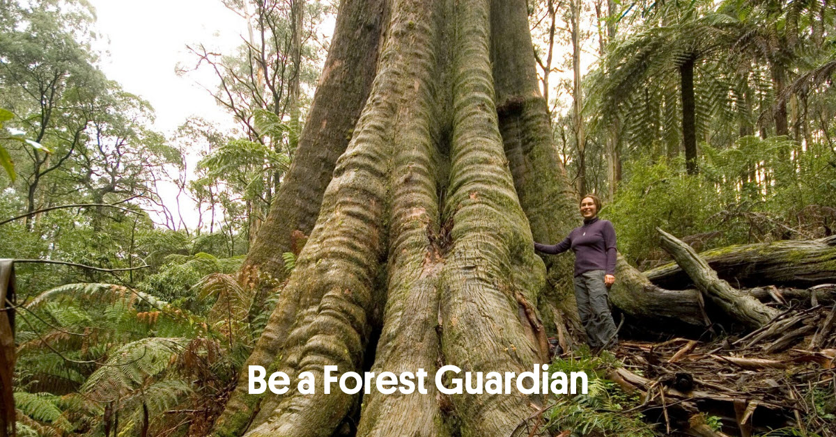 Be a Forest Guardian - Wilderness Society