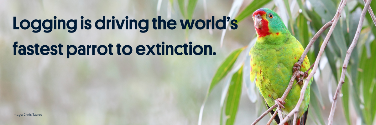 Picture of a swift parrot in a gum tree, with the caption "Logging is driving the world's fastest parrot to extinction"